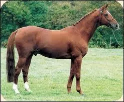 De quelle race est ce cheval ?