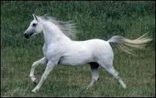 Ce magnifique cheval est :