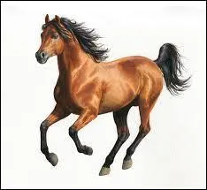Quelle robe a ce cheval ?