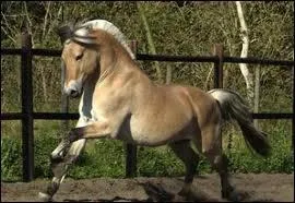 Ce poney est :