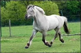 La robe de ce Fjord est :