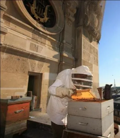 Savez-vous ce qu'est le « miel béton » ?