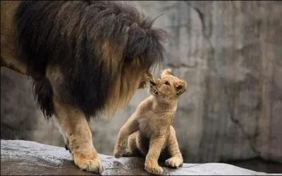 Vous êtes un lion. Evidemment, je parle de l'animal et non du signe astrologique. Comment allez-vous vous débrouiller pour concevoir vos descendants ! Bien sûr, on restera pudique !