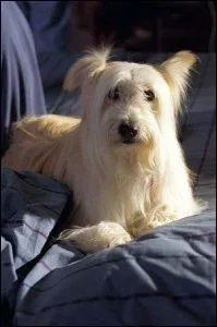 7 à la maison : Comment s'appelle le chien de la famille Camden ?