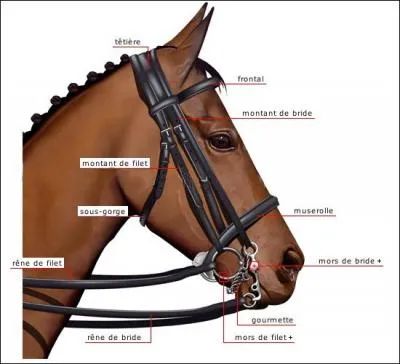 Comment s'appelle la première partie du cheval ?
