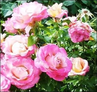 Le coq, en septembre, chantant la matinée, annonce ... !