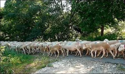Quelle lettre faut-il doubler au mot « laridé » pour devenir un chemin de transhumance ?
