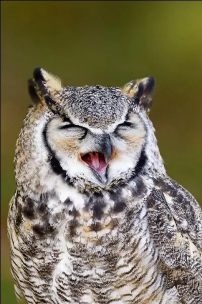 Quelle lettre faut-il doubler au mot « carpe » pour hululer ?