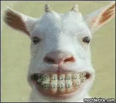 Chaque année, Google loue 200 chèvres pour :