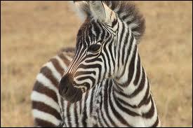 comment s appelle le bebe zebre