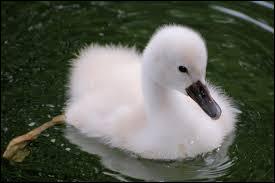 comment s appelle bebe cygne