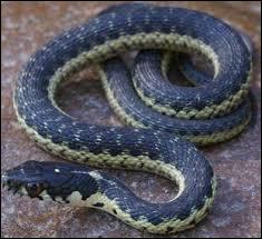 Comment appelle-t-on un bébé serpent ?