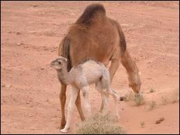 Comment appelle-t-on un bébé chameau ?