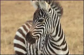 Comment appelle-t-on un bébé zèbre ?