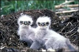 Comment appelle-t-on un bébé aigle ?