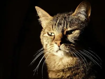 Chats et chiens possèdent communément :