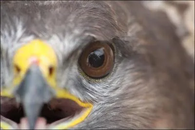 La communauté scientifique s'accorde à attribuer la meilleure des visions du règne animal à :