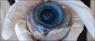 Que signifie l'expression québécoise : 'T'es don ben coqu'l'oeil ! '