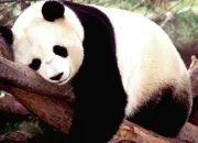 Quiz Le panda géant