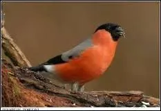 Le mâle et la femelle sont presque identiques chez le bouvreuil.