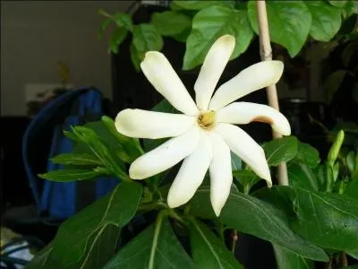 L'illustration ci-contre vous montre une fleur à neuf pétales. Comment s'appelle-t-elle ?