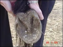 Quand on cure les sabots d'un cheval, il ne faut pas toucher :