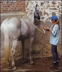 Quand on douche un cheval et qu'il fait frais, on ne mouille pas :