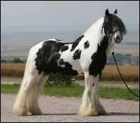Dernière question : Quel est ce cheval de trait ?