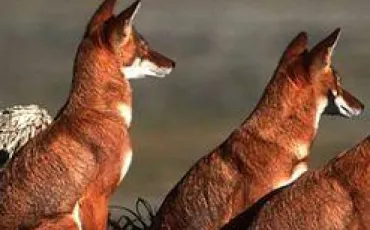 Quiz Loups