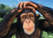 Quiz Le chimpanz, quel farceur !