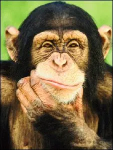 Les chimpanz&eacute;s ont un code g&eacute;n&eacute;tique proche de celui de l'Homme, mais quel est son pourcentage ?