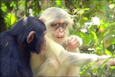 Dans leur petite famille et amis y a-t-il des m&acirc;les dominants ?