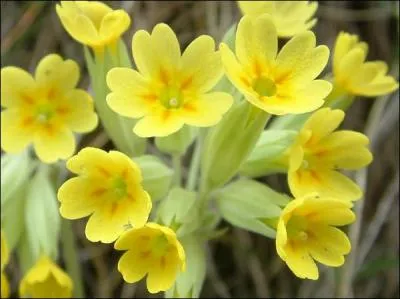 Coucou est le nom vernaculaire donné à la Primevère officinale :