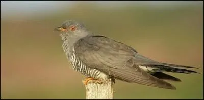 Selon de vieilles traditions campagnardes, on prétend qu'au printemps, quand on entend le coucou chanter pour la première fois :