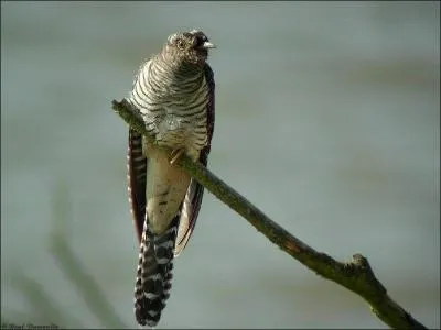 Dans cette même comptine, sur quel arbre se trouvait le coucou ?