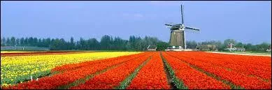 La capitale des Pays-Bas s'appelle :