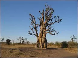 Le Sénégal a comme capitale :