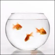 Comment dit-on "poisson rouge" en anglais ?