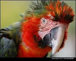 Comment dit-on "perroquet" en anglais ?