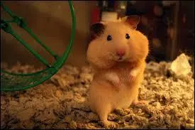 Et pour finir, comment dit-on "hamster" en anglais ?
