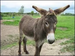 Comment dit-on "âne" ?