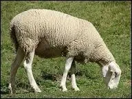 Comment se nomme cet animal ?