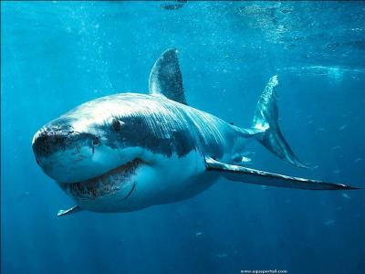 Quelle est l'espérance de vie d'un grand requin blanc ?