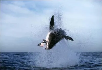 Le requin blanc chasse-t-il en clan ou en solo ?