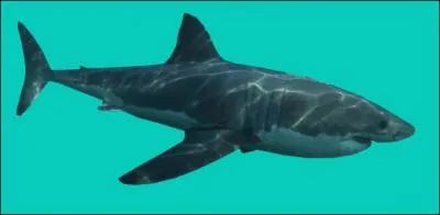 Combien mesure un requin blanc à la naissance ?