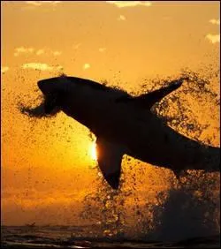 Vrai ou faux : peut-il jaillir de l'eau ?