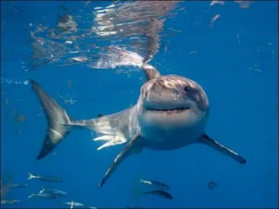 Quel est son poids ?