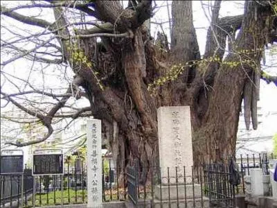 Il existe un arbre nommé « ginkgo biloba », également il est surnommé « l'arbre aux mille écus ». Cela se passe au Japon. Pour quelle raison est-il connu ?