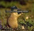 Quiz Animaux
