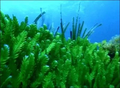 Les algues sont-elles dans la mer ou sur la terre ?